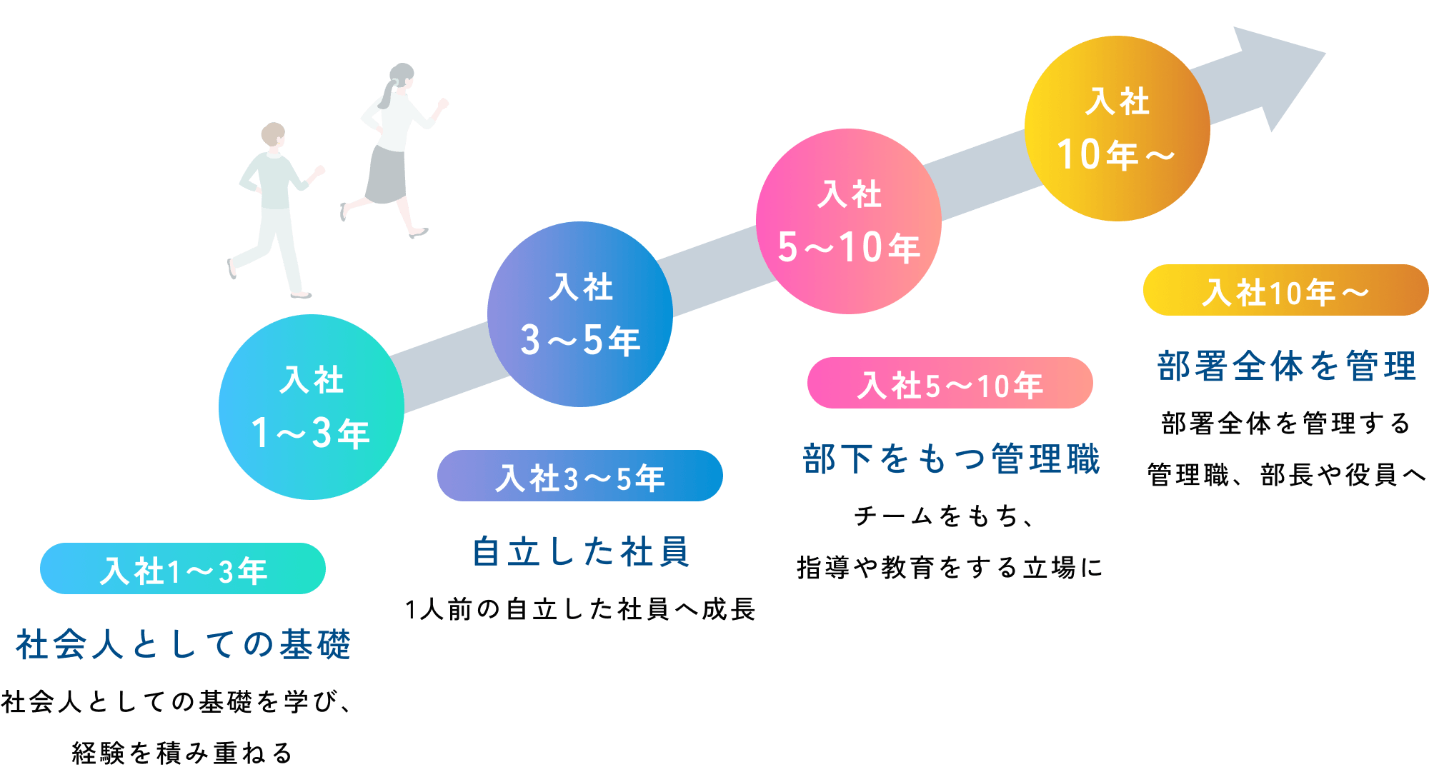 [入社1〜3年 / 社会人としての基礎]社会人としての基礎を学び経験を積み重ねる、[入社3〜5年 / 自立した社員]1人前の自立した社員へ成長、[入社5〜10年 / 部下をもつ管理職]チームをもち指導や教育をする立場に、[入社10年〜 / 部署全体を管理]部署全体を管理する管理職、部長や役員へ