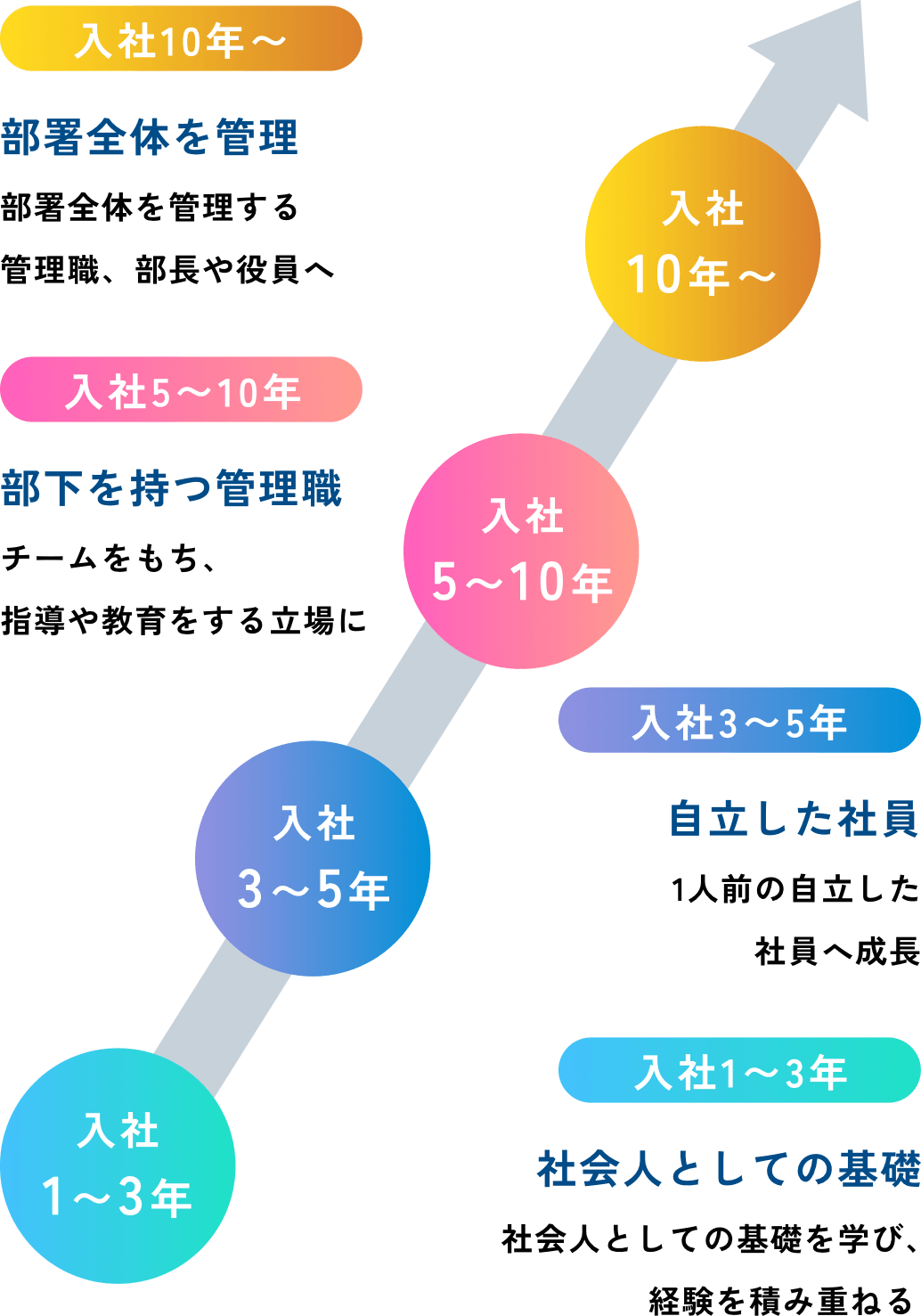 [入社1〜3年 / 社会人としての基礎]社会人としての基礎を学び経験を積み重ねる、[入社3〜5年 / 自立した社員]1人前の自立した社員へ成長、[入社5〜10年 / 部下をもつ管理職]チームをもち指導や教育をする立場に、[入社10年〜 / 部署全体を管理]部署全体を管理する管理職、部長や役員へ